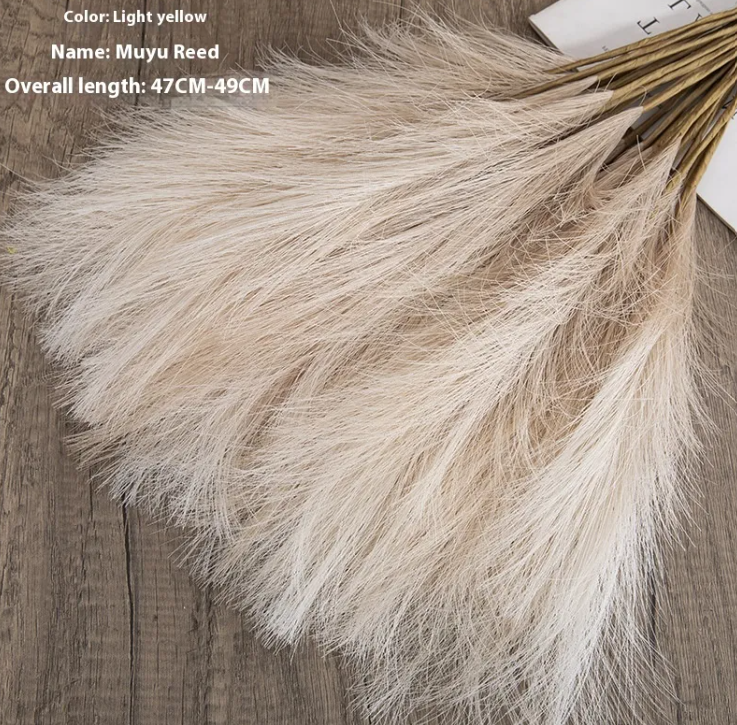 Pampas Grass