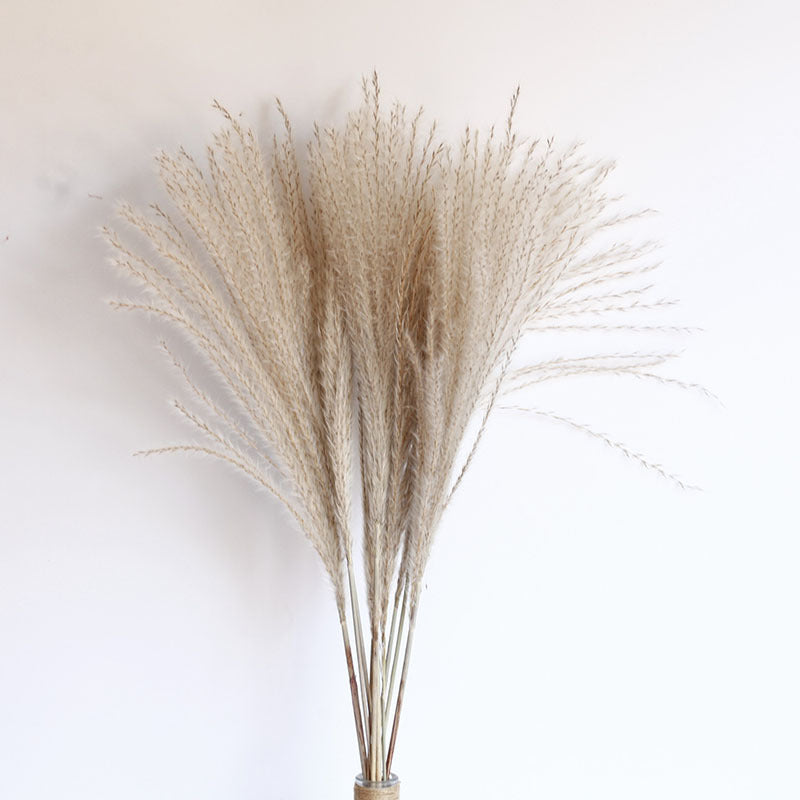 Dried Pampas Grass Bouquet - Wholesale from Yunnan Factory