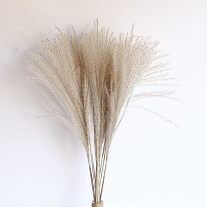 Dried Pampas Grass Bouquet - Wholesale from Yunnan Factory