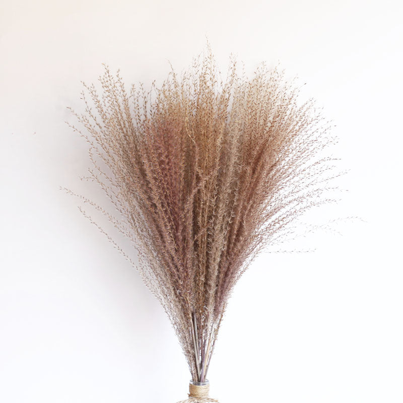 Dried Pampas Grass Bouquet - Wholesale from Yunnan Factory