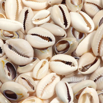 Close-up of a pile of small beige shells with brown spots