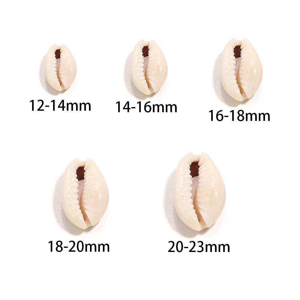Set of five cowrie shells with size labels on a white background